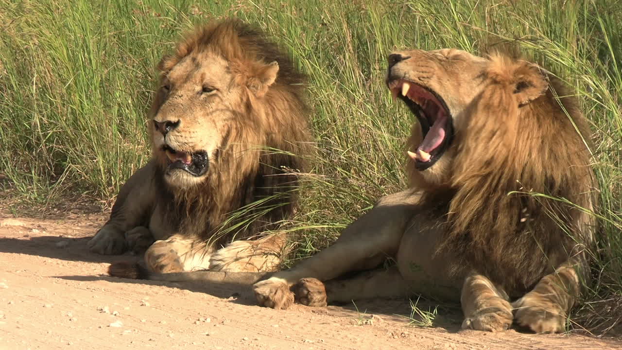 Primo piano di due leoni africani su una strada polverosa che riposano e sbadigliano.