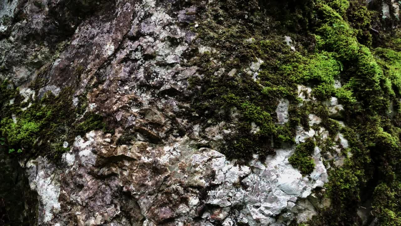 musgo verde y vívido en una roca