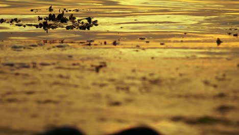 Nature-Golden-color-River-waterflow-at-night-in-Malmo-Sweden-summertime