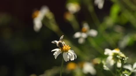 Abeja-Polinizando-Flores-Blancas