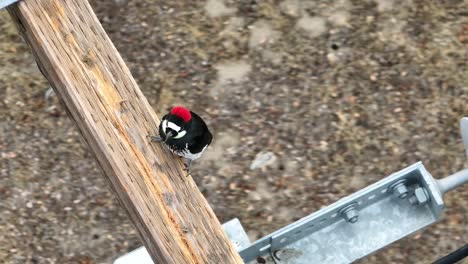 hermoso pájaro carpintero de bellota colorido en el brazo cruzado de madera de una estructura de distribución eléctrica en un área de fuego alto preparándose para comer lejos en la estructura estática aérea de brazo cruzado de madera