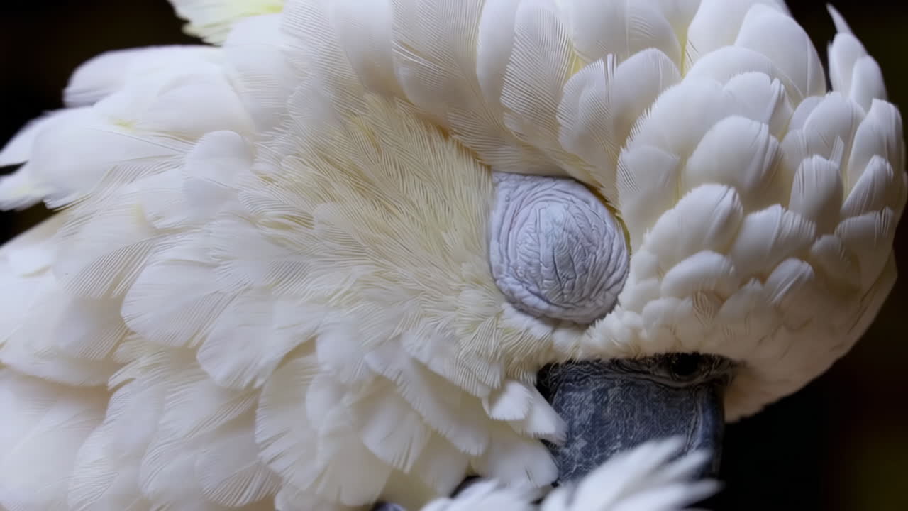 Close-up of a White Cockatoo