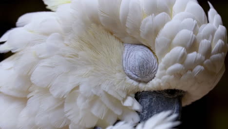 close-up of a white cockatoo
