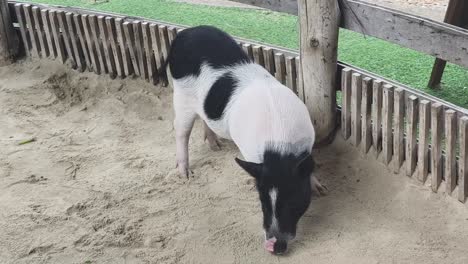 black and white pig in a sand pen