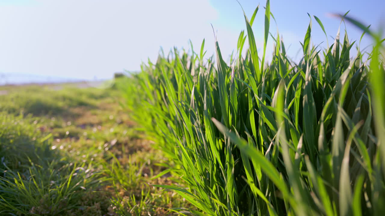 Campo di grano verde che costeggia un sentiero di campagna in un paesaggio rurale soleggiato in una mattina d'estate, 4K