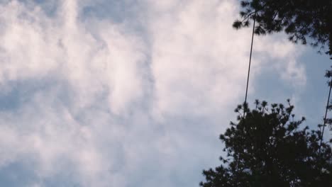 looking up at trees and power lines going down a street