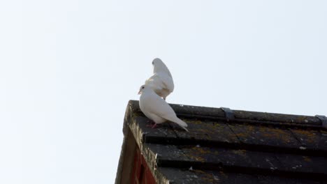par de palomas blancas en la azotea