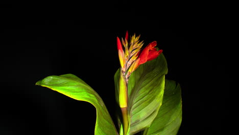 multiple flowering scarlet red canna lily variegated bronze blossoming on black background