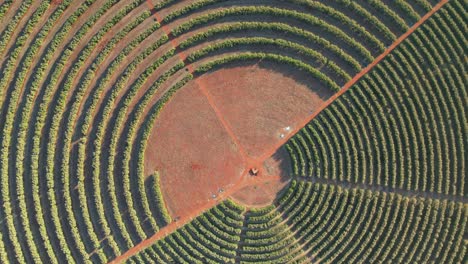 Aerial view of a circular orange tree plantation under irrigation, South Africa