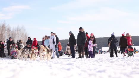 evento de trineo de perros en la nieve