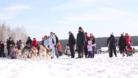 dog sledding event in the snow