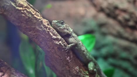 a viviparous lizard at an indoor rainforest in dubai, united arab emirates