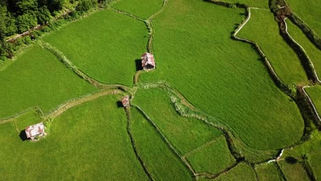 cottage in the field red roof hut in rice paddy plantation traditional agriculture farmer works on green grassland meadow field in forest mountain in iran nature landscape wonderful drone shot aerial