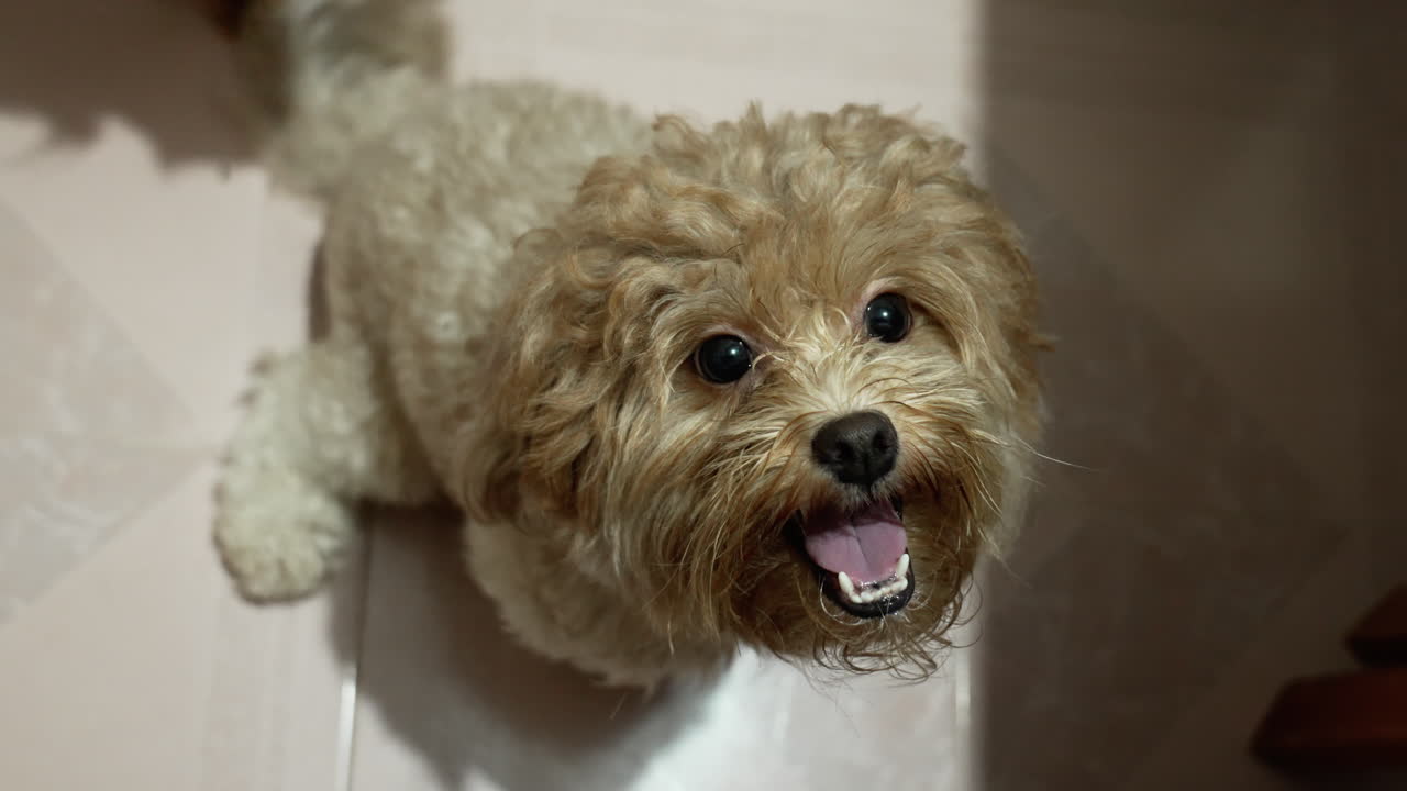 perrito ve y abraza a su amo