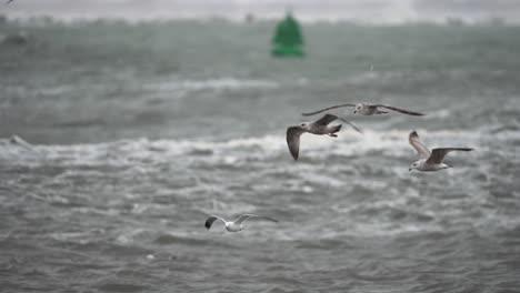 seagulls flying in a stormy ocean