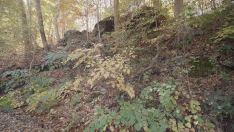 Plantas-Terrestres-En-Otoño,-Zona-De-Wissahokcin.