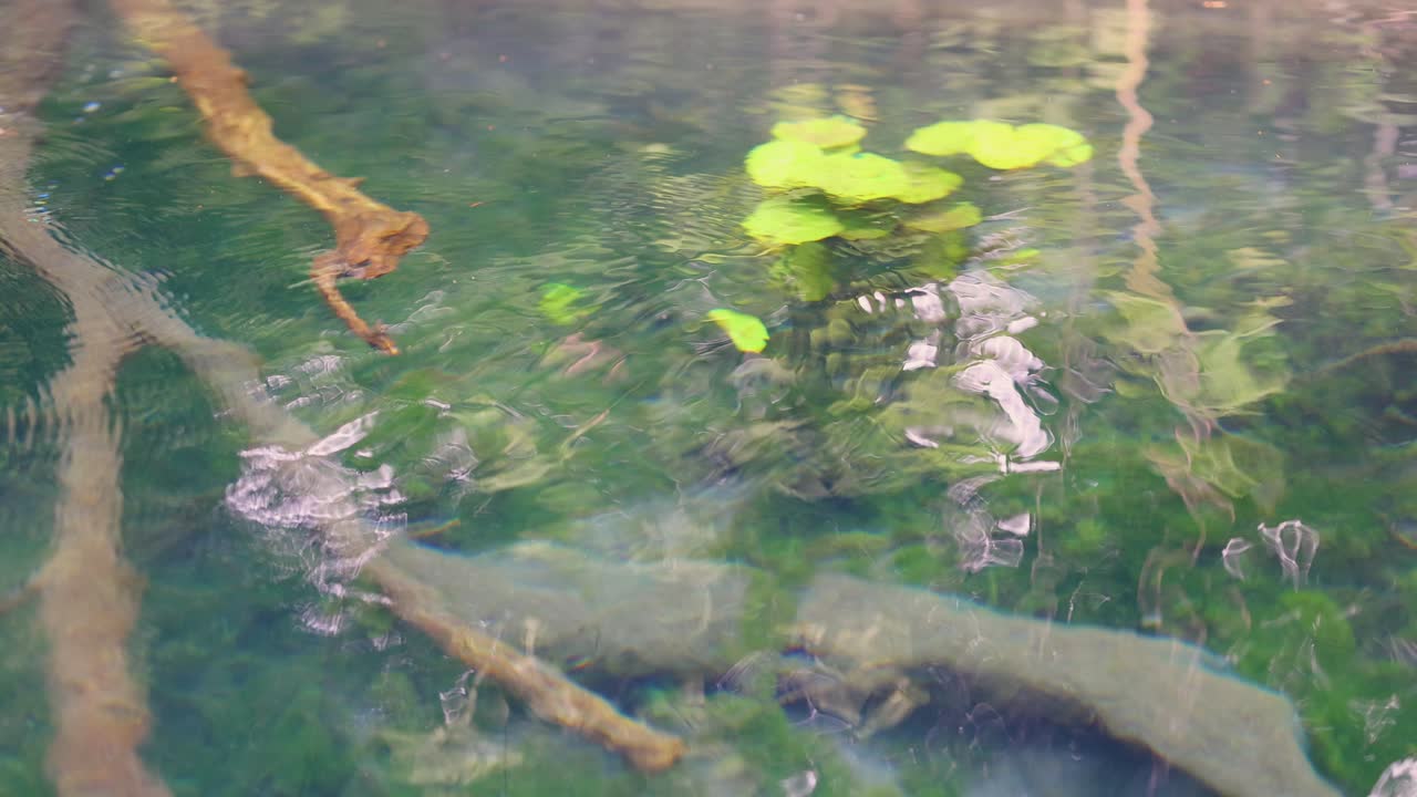 agua tranquila con pads de lirio y reflejos