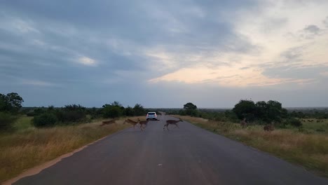 Eine-Gruppe-Steinböcke-überquert-Eine-Straße-Im-Krüger-Nationalpark,-Südafrika