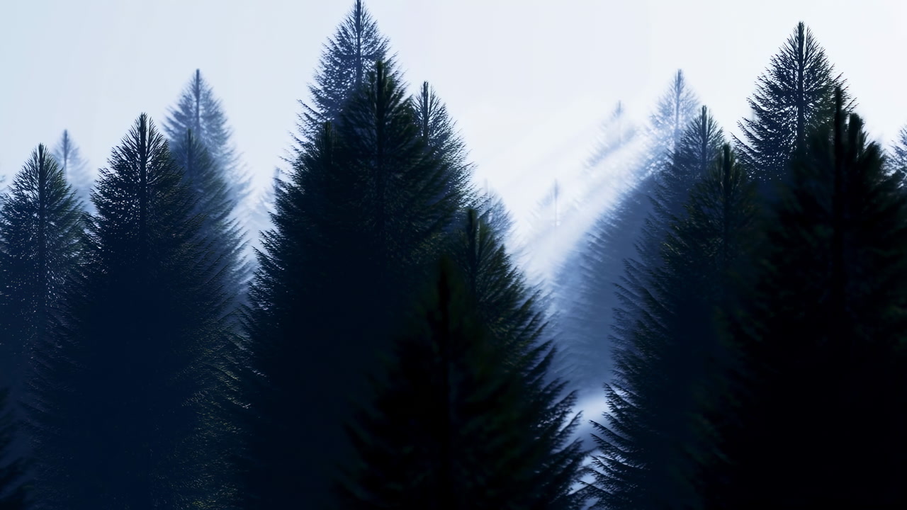 Morning Light Rays in a Misty Evergreen Forest