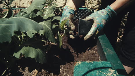 Hände-In-Handschuhen-Rechen-Loch-In-Erde-In-Gartenbox-Für-Pflanze,-Nahaufnahme