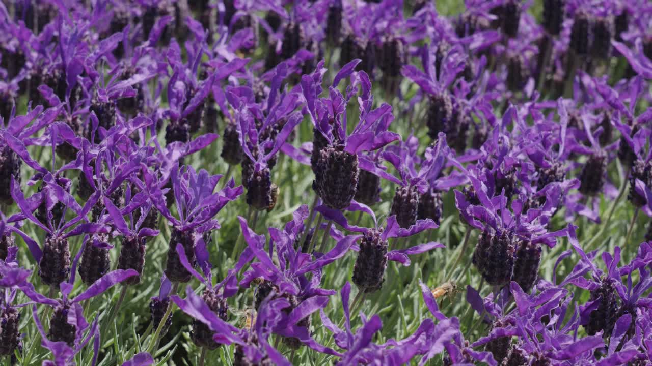 Detail of bumblebees pollinating lavender flowers at Lake Tekapo, New Zealand.