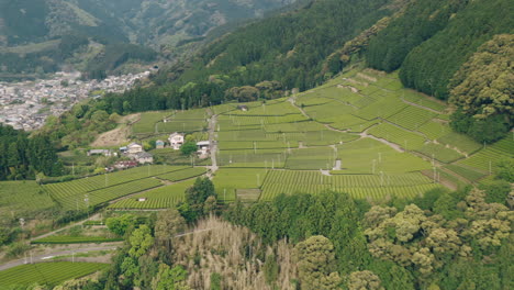 Vista-Aérea-De-Las-Plantaciones-De-Té-Verde-En-Las-Estribaciones-De-La-Montaña-Con-Un-Bosque-Exuberante-Cerca-De-La-Ciudad-De-Kawane-En-Shizuoka,-Japón