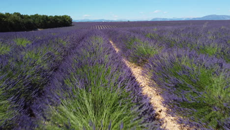 Cultivo-De-Agricultura-De-Campo-De-Lavanda-En-La-Meseta-De-Valensole