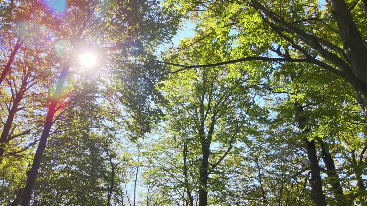 зелёный лес с пышными деревьями на восхождении осеннего солнца. удивительная дикая лесная местность в солнечный день. концепция охраны окружающей среды и природы