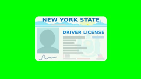 a hand presents a new york state driver's license (flat design)