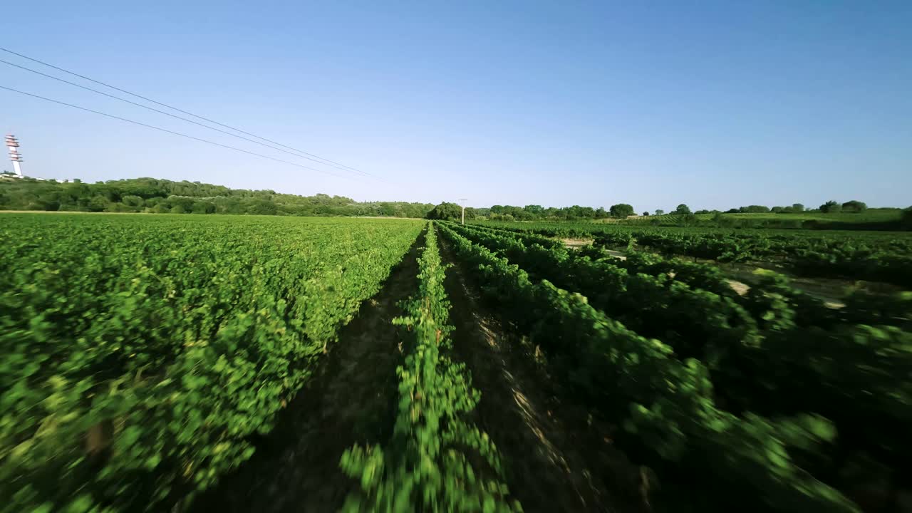 FPV Drone Racing: Volo ad alta velocità sopra vigneti fioriti al tramonto, con una linea elettrica in alto.