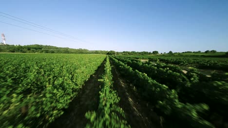 FPV-Drone-Racing:-High-Speed-Flight-Over-Flowering-Vineyards-at-Sunset,-Electric-Power-Line-Above