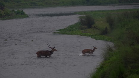 algunos venados cruzados cruzando un río en la jungla a la luz de la mañana