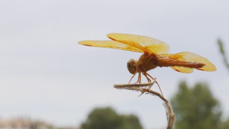 tiro macro de libélula amarilla sentada en la hierba alta con una línea de árboles verdes en el fondo contra un cielo nublado en arizona