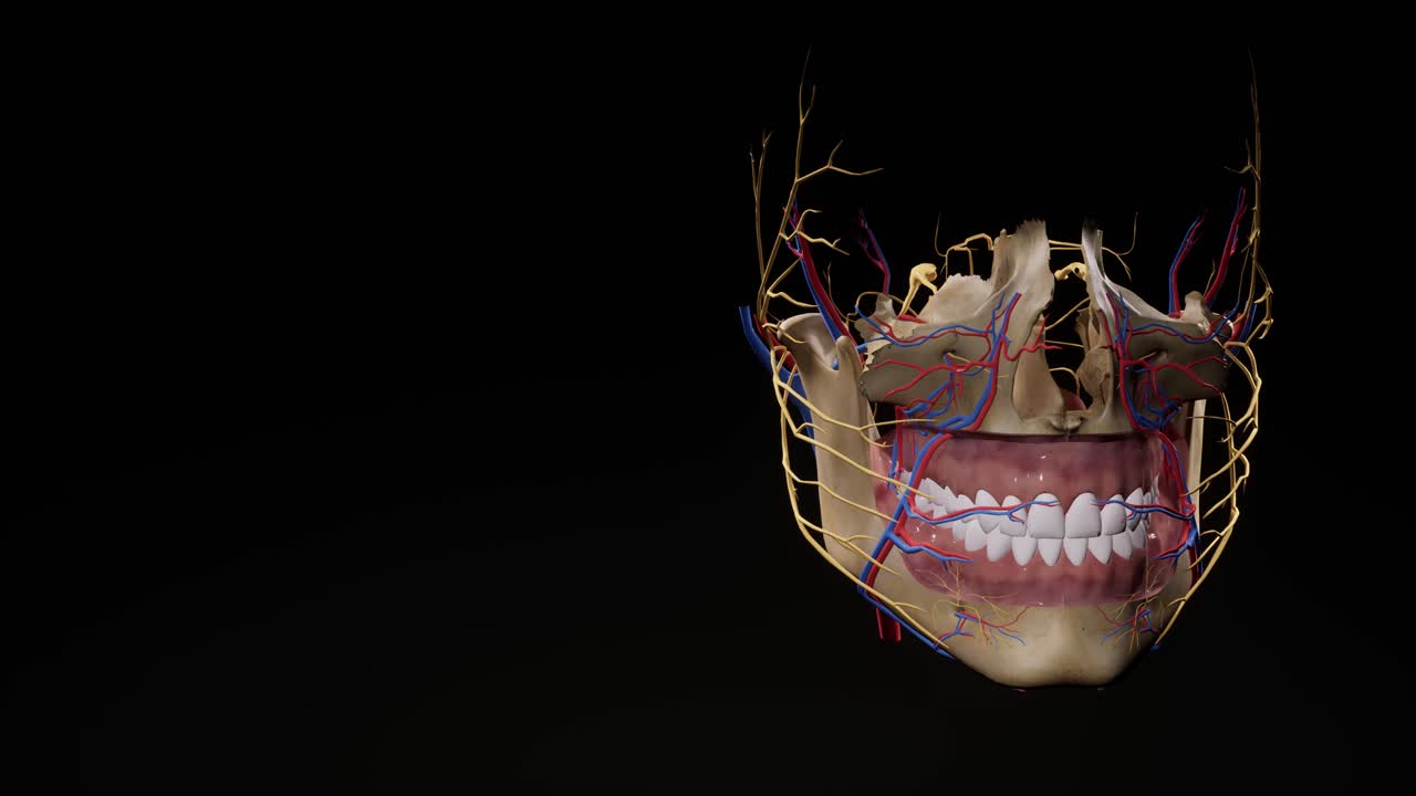 cráneo facial. nervios faciales anatomía de la cabeza. animación en 3d