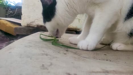 white-and-black-adult-cat-smell-and-eat-catnip-to-purge-and-provide-fiber-diet,-close-up