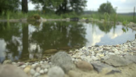 small pond garden slow motion