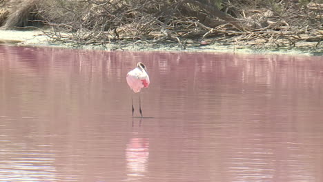 pink flamingo in a pink lake