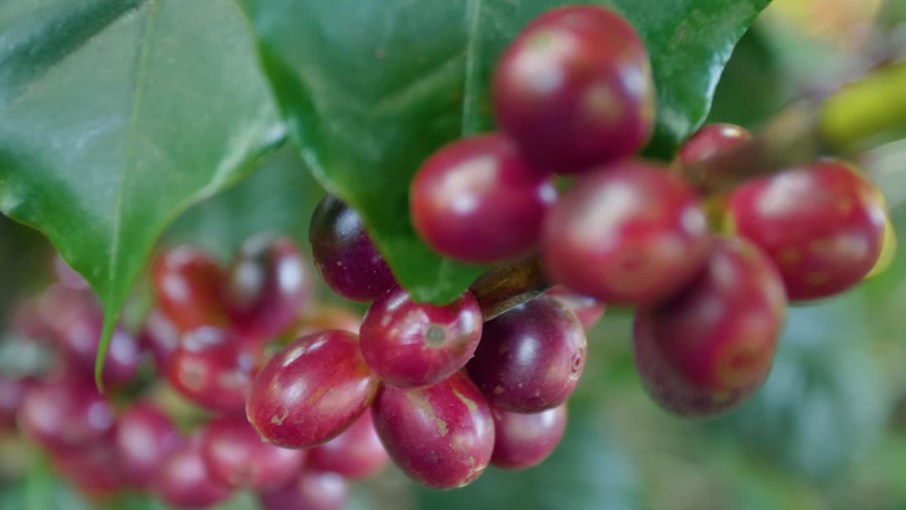 A coffee plant filled with red ripe coffee beans fruit in a windy field