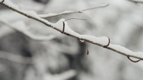 Close-up-of-snow-covered-tree-branch,-slider-dolly-right