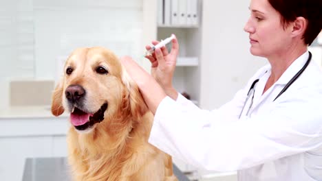labrador que recibe tratamiento de un veterinario