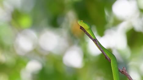 Seen-extending-its-body-on-a-twig-then-shows-its-tongue-out,-White-lipped-Pit-Viper-Trimeresurus-albolabris,-Thailand