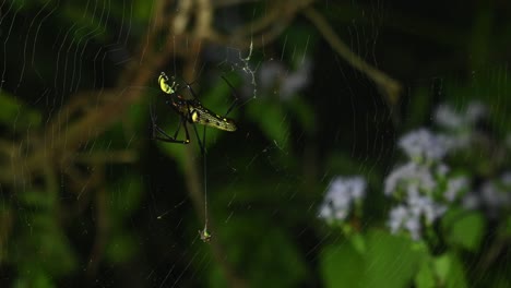 a bug lands on the web and the spider starts to spin its web around it, another prey hangs on a web waiting to be eaten