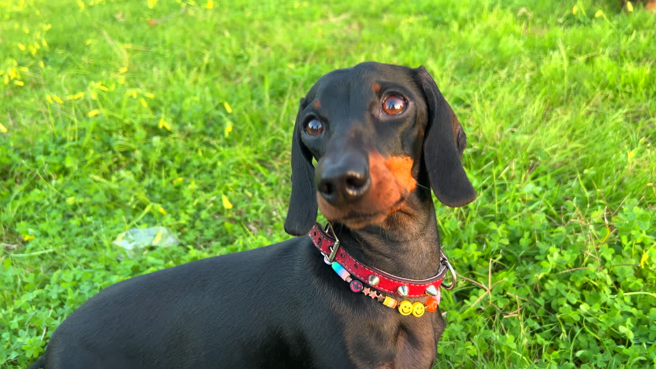 lindo perro dachshund negro con un collar mirando a su alrededor y de pie en la hierba verde en un parque, perro salchicha dulce, perro mascota salchicha, tiro de 4k