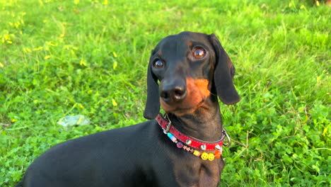 cute black dachshund dog with a necklace looking around and standing on green grass in a park, sweet wiener dog, sausage dog pet, 4k shot