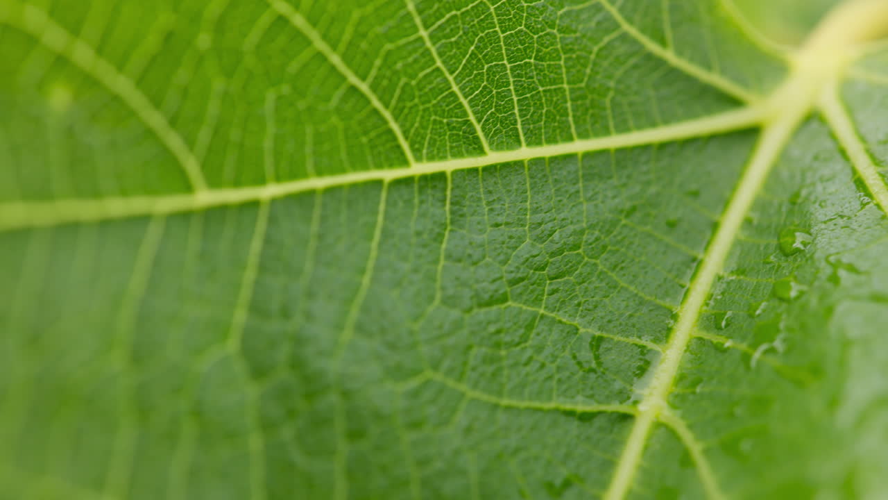 Close Up of Green Leaf with Water Droplets and Detailed Veins