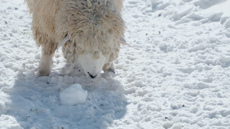 one romney sheep grases hay in snowy field at daegwallyeong sky ranch farm - head close-up