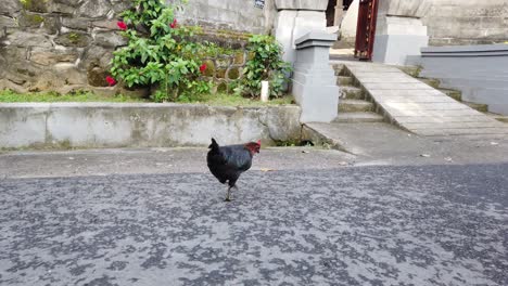 발리 수탉 수탉은 아스팔트 마을 전통 발리 인도네시아 아시아 스타일 하우스에서 산책