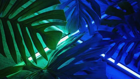 monstera leaves with neon lighting