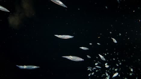 a squad of inshore squid swimming in a group in the blackwater