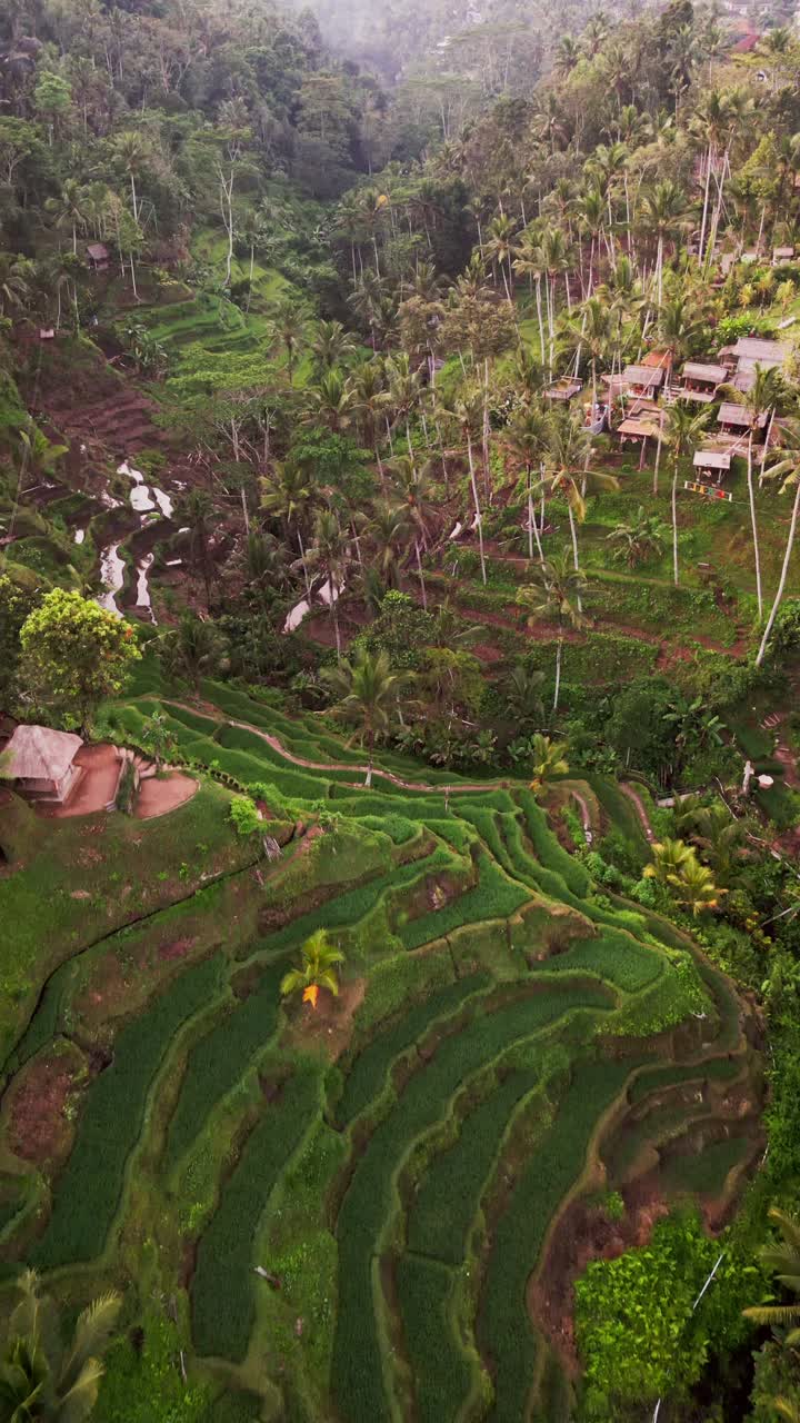 Vertical drone footage captures the stunning emerald green rice terraces of Tegalalang in Bali, showcasing the iconic terraced fields, traditional Balinese huts, and lush tropical surroundings